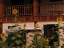 Welcoming sunflowers outside one of the many wonderful guesthouses along the river.